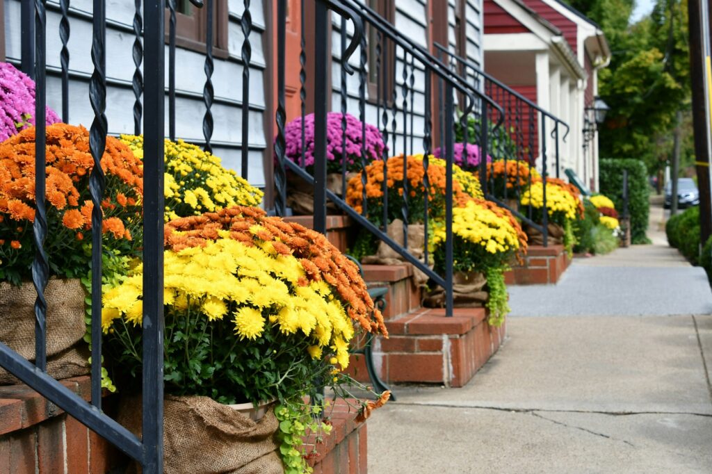 Colorful fall autumn Chrysanthemums lined up on front porch stoops along a sidewalk